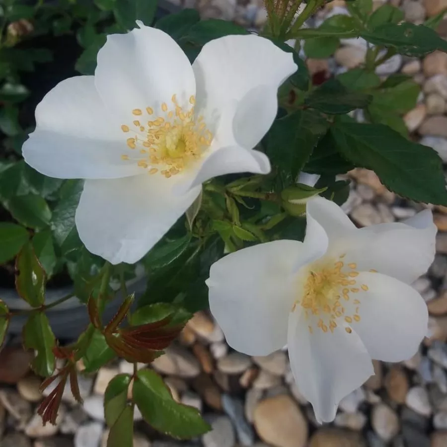 Fehér - Rózsa - Escimo® - Online rózsa rendelés