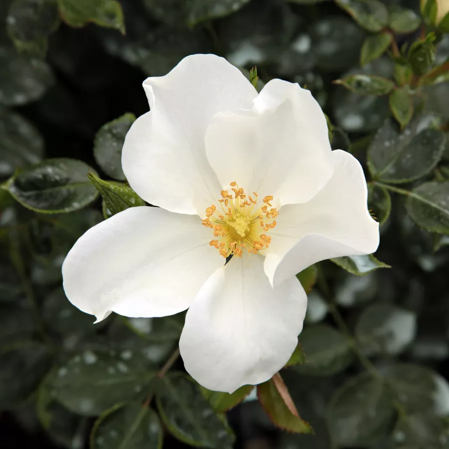 Fehér - Rózsa - Escimo® - Kertészeti webáruház