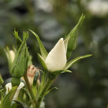 Rosa Escimo® - alb - trandafiri pomisor - Trandafir copac cu trunchi înalt – cu flori mărunți