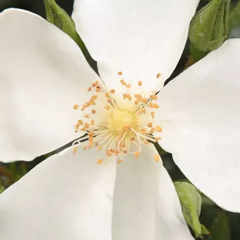 Rosa Escimo® - rosa sin fragancia - Árbol de Rosas Miniatura - rosal de pie alto - blanco - Wilhelm Kordes III.- froma de corona llorona - Rosal de árbol con flores pequeñas que florecen abundantemente.
