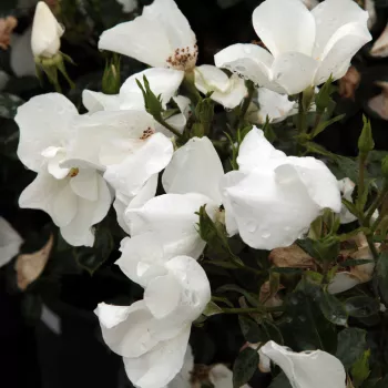 Bijela  - Pokrivači tla ruža   (60-90 cm)