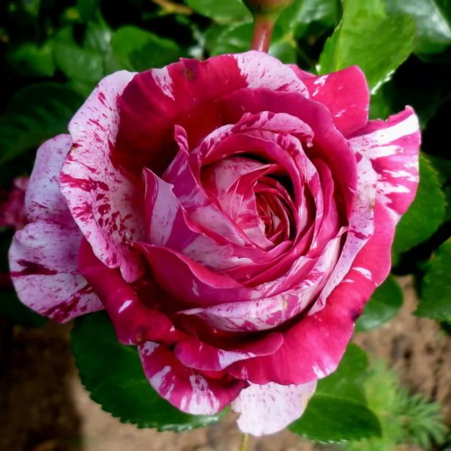 Vörös - fehér - Rózsa - Abracadabra ® - Online rózsa rendelés