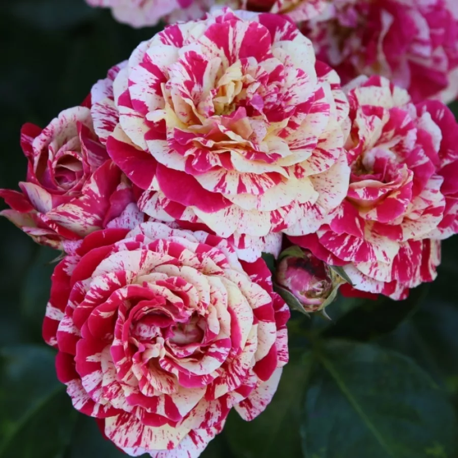 KORamsaro - Rosa - Abracadabra ® - Produzione e vendita on line di rose da giardino