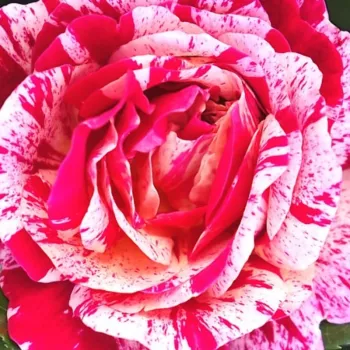 Online rózsa webáruház - virágágyi floribunda rózsa - vörös - fehér - diszkrét illatú rózsa - alma aromájú - Abracadabra ® - (80-90 cm)