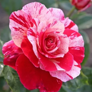 Rosa Abracadabra ® - bordová - bílá - stromkové růže - Stromkové růže, květy kvetou ve skupinkách