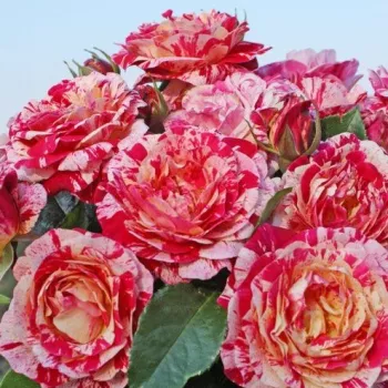 Rojo - blanco - Árbol de Rosas Floribunda - rosal de pie alto- forma de corona tupida