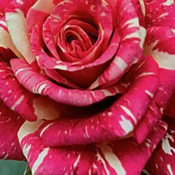 Rosa Abracadabra ® - rosa de fragancia discreta - Árbol de Rosas Floribunda - rosal de pie alto - rojo - blanco - W. Kordes & Sons- forma de corona tupida - Rosal de árbol con multitud de flores que se abren en grupos no muy densos.