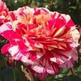 Vörös - fehér - virágágyi floribunda rózsa - diszkrét illatú rózsa - alma aromájú - Rosa Abracadabra ® - Online rózsa rendelés