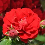 Vörös - climber, futó rózsa - Online rózsa vásárlás - Rosa Amadeus® - diszkrét illatú rózsa - gyümölcsös aromájú