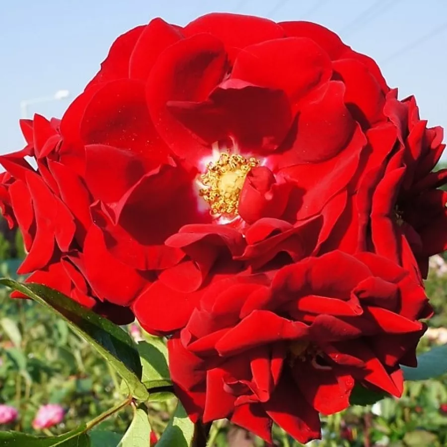 Róża pnąca climber - Róża - Amadeus® - Szkółka Róż Rozaria