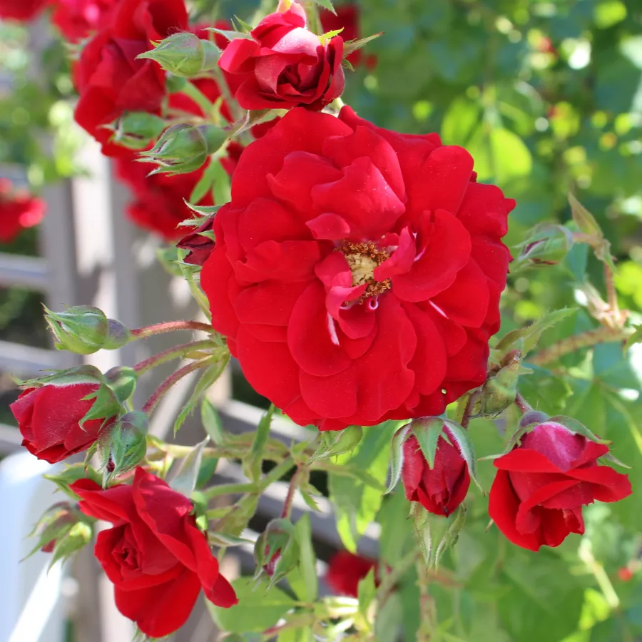 Czerwony - Róża - Amadeus® - Szkółka Róż Rozaria