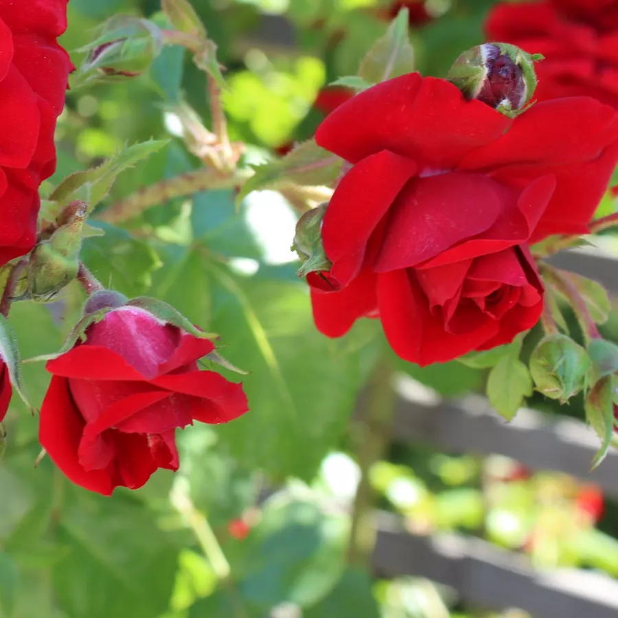 Róża z dyskretnym zapachem - Róża - Amadeus® - Szkółka Róż Rozaria