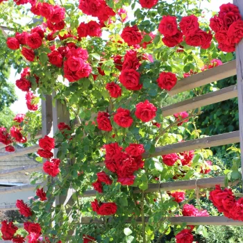 Rojo - rosales trepadores - rosa de fragancia discreta - frutal