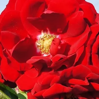 Online rózsa kertészet - climber, futó rózsa - vörös - diszkrét illatú rózsa - gyümölcsös aromájú - Amadeus® - (200-250 cm)
