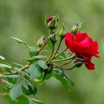 Rosa Amadeus® - rojo - árbol de rosas de flores en grupo - rosal de pie alto