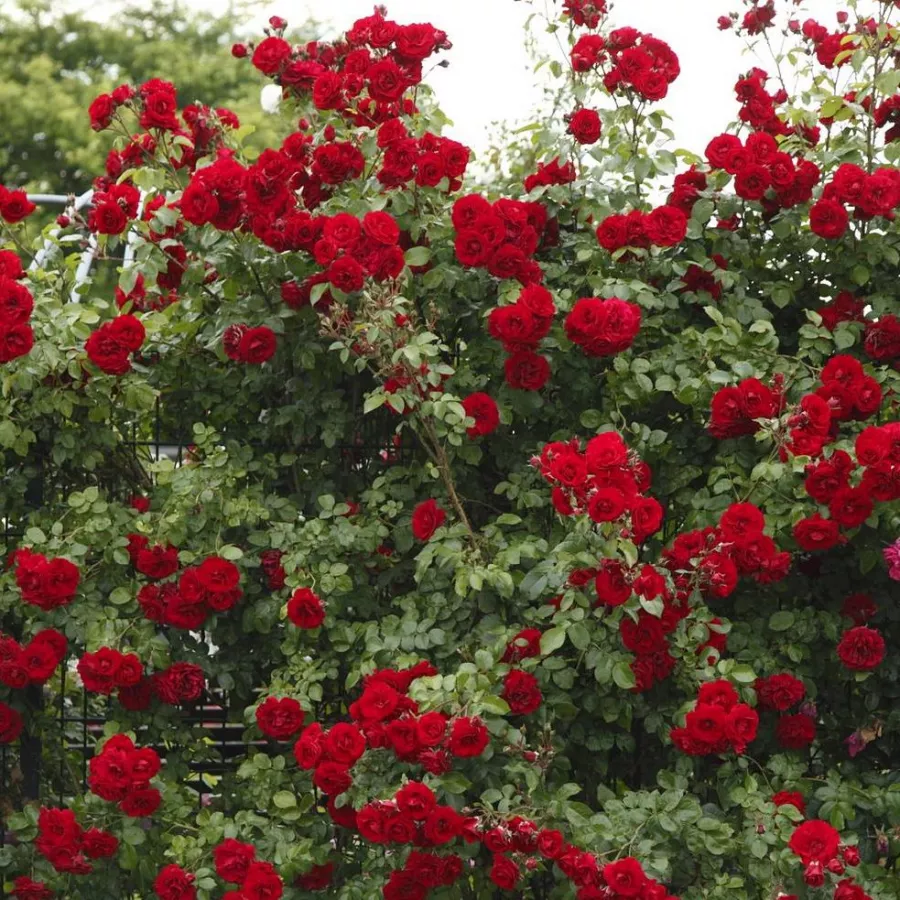 120-150 cm - Rózsa - Amadeus® - Kertészeti webáruház