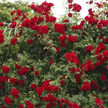 Piros - magastörzsű rózsa - csokros virágú