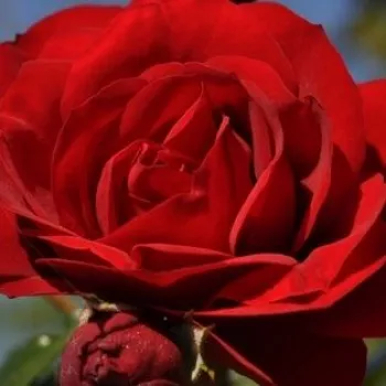 Ruže - online - koupit - stromčekové ruže - Stromkové ruže, kvety kvitnú v skupinkách - červený - Amadeus® - mierna vôňa ruží - sad