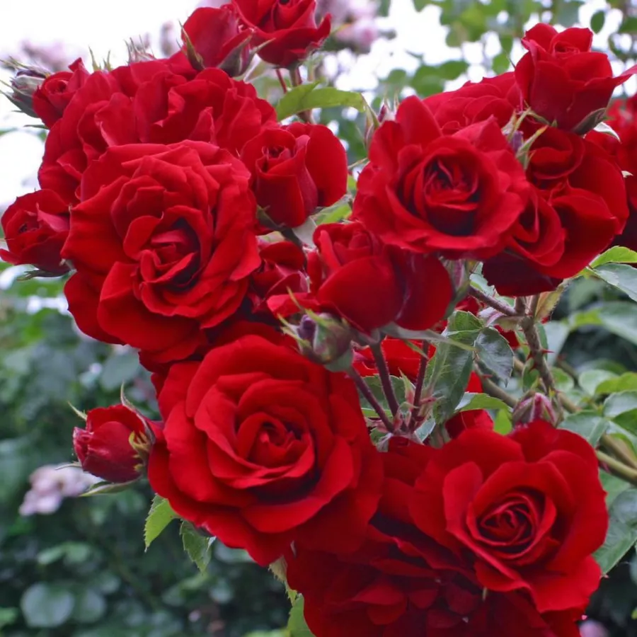 Trandafiri climber - Trandafiri - Amadeus® - comanda trandafiri online