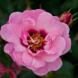 Rózsaszín - virágágyi floribunda rózsa - Online rózsa vásárlás - Rosa Esther Queen of Persia™ - diszkrét illatú rózsa - málna aromájú