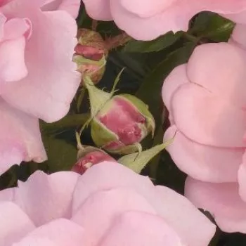 Rosa Esther Queen of Persia™ - rózsaszín - virágágyi floribunda rózsa