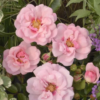 Világos rózsaszín - sötét szirombelső - virágágyi floribunda rózsa - diszkrét illatú rózsa - málna aromájú