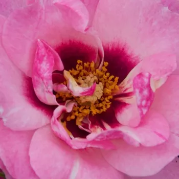 Rózsák webáruháza. - rózsaszín - virágágyi floribunda rózsa - Esther Queen of Persia™ - diszkrét illatú rózsa - málna aromájú - (70-90 cm)
