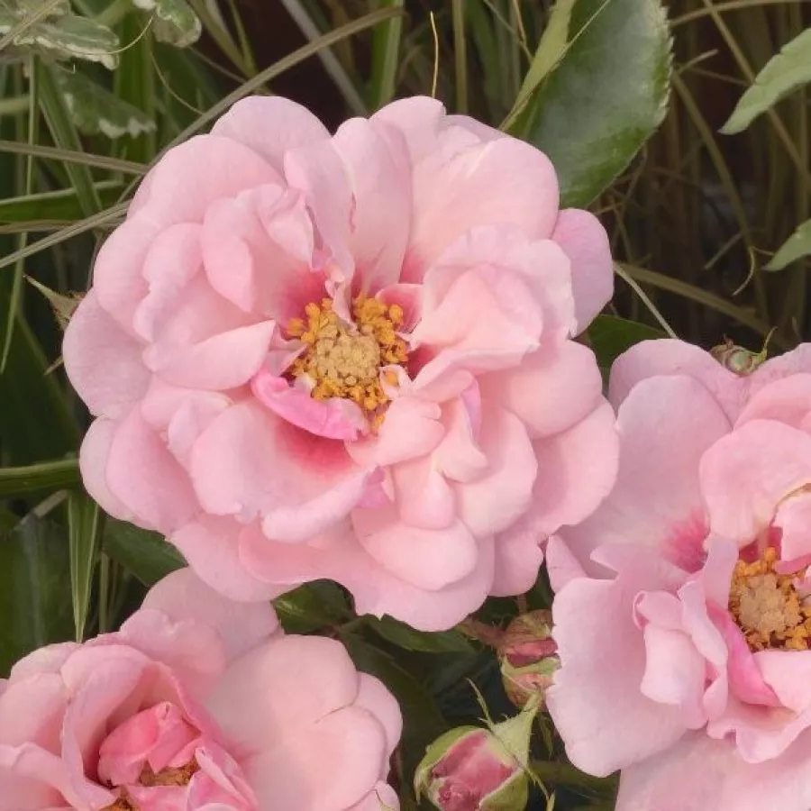 Trandafiri Floribunda - Trandafiri - Esther Queen of Persia™ - comanda trandafiri online