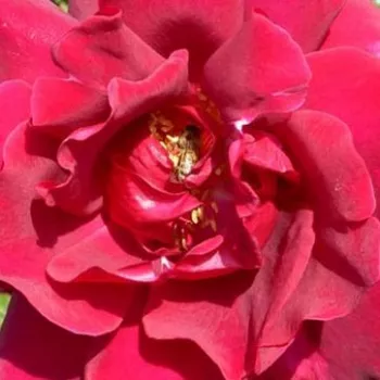 Online rózsa kertészet - vörös - climber, futó rózsa - Étoile de Hollande - intenzív illatú rózsa - damaszkuszi aromájú - (245-550 cm)