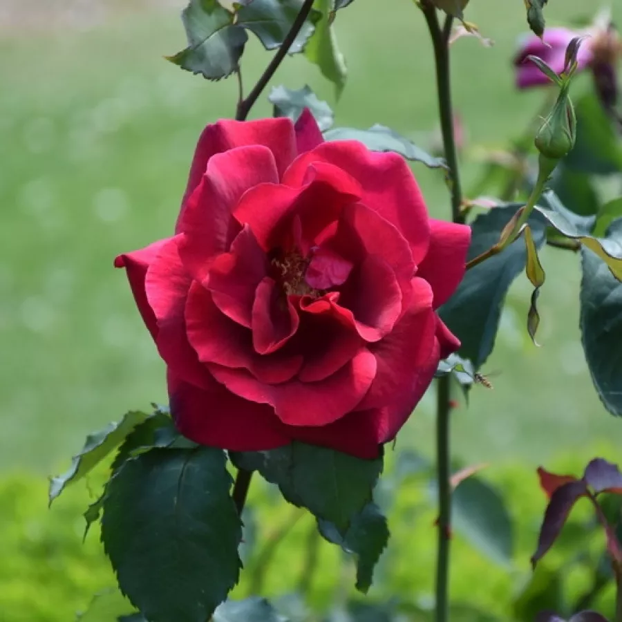 Climber, futó rózsa - Rózsa - Étoile de Hollande - Online rózsa rendelés