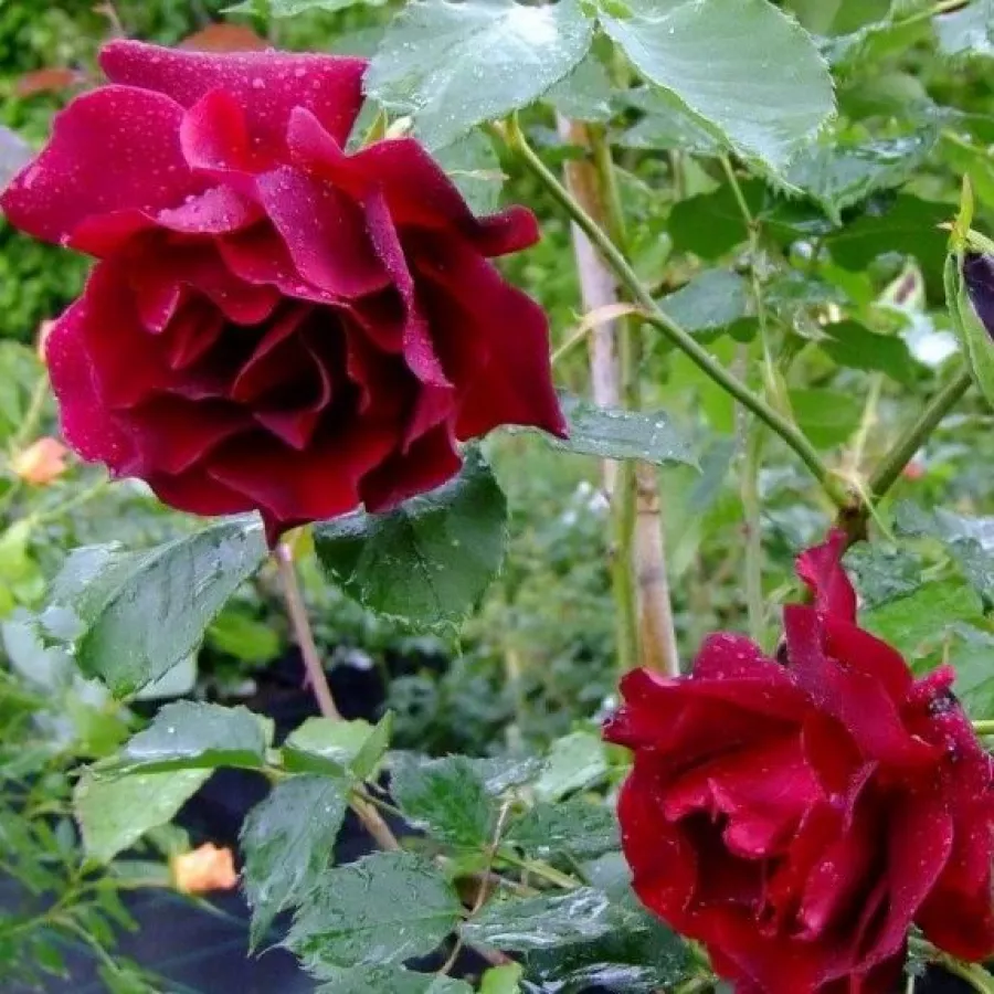 červený - Ruža - Étoile de Hollande - Ruže - online - koupit