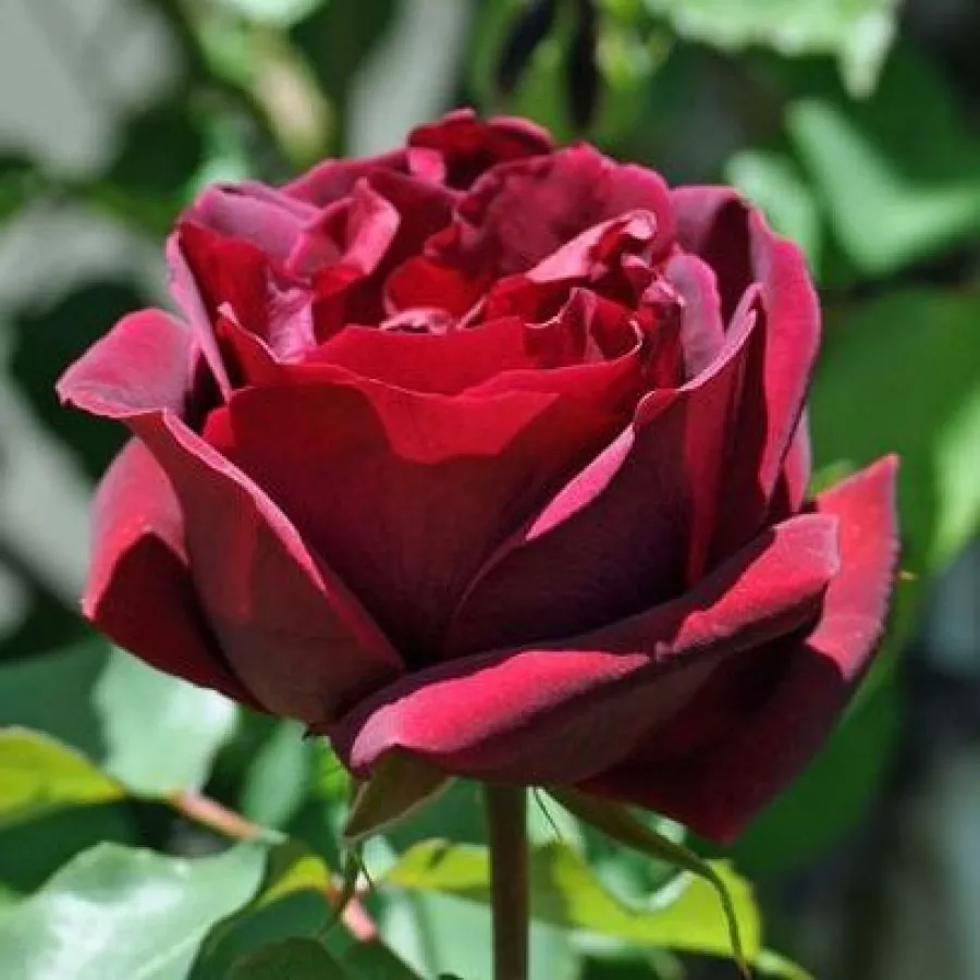 Rojo - Rosa - Étoile de Hollande - rosal de pie alto