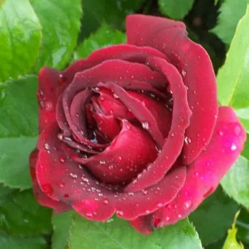 Rosa Étoile de Hollande - rosso - rosa ad alberello - Rosa ad alberello….