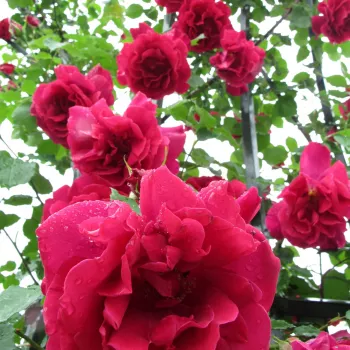 Vörös - magastörzsű rózsa - csokros virágú