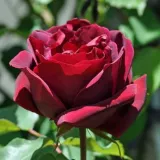 Stromčekové ruže - červený - Rosa Étoile de Hollande - intenzívna vôňa ruží - damascus