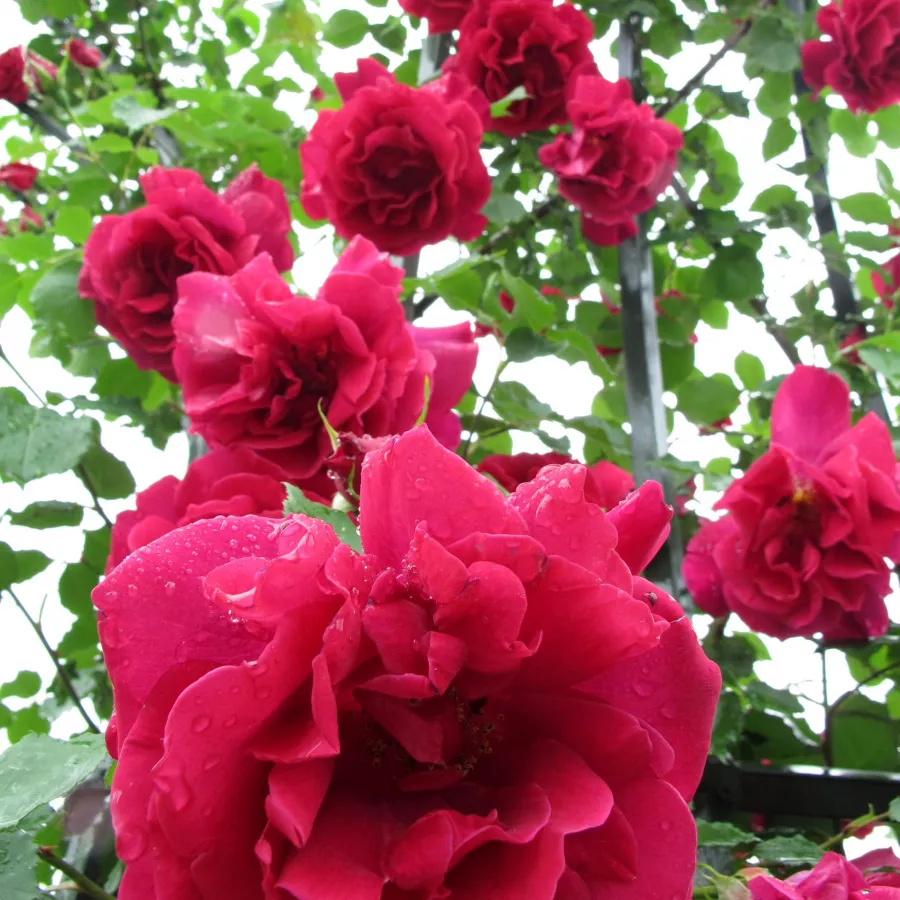Plină, densă - Trandafiri - Étoile de Hollande - comanda trandafiri online