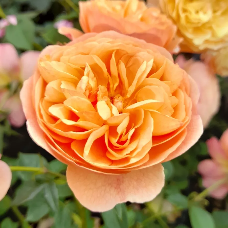 Nosztalgia rózsa - Rózsa - Eveline Wild™ - Online rózsa rendelés