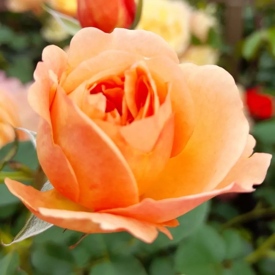 Giallo - Rosa - Eveline Wild™ - Produzione e vendita on line di rose da giardino