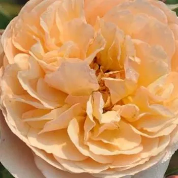 Róże krzewy, sadzonki - róża nostalgie - żółty - róża z intensywnym zapachem - Eveline Wild™ - (60-80 cm)