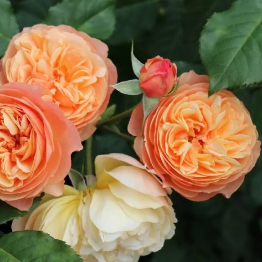 PhenoGeno Roses - Rosa - Eveline Wild™ - rosal de pie alto