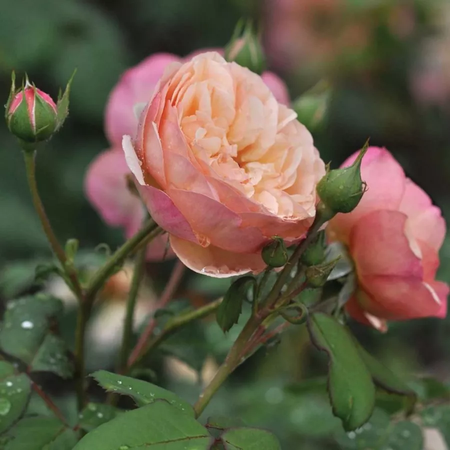 Stromkové růže - Stromkové růže s květy anglických růží - Růže - Eveline Wild™ - 