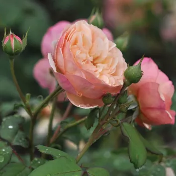 Rosa Eveline Wild™ - amarillo - Árbol de Rosas Inglesa - rosal de pie alto- forma de corona tupida