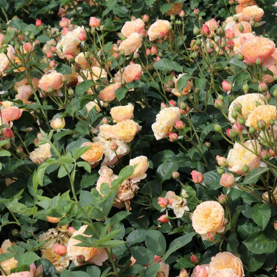 120-150 cm - Rosa - Eveline Wild™ - rosal de pie alto