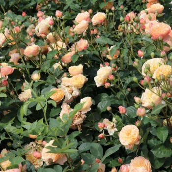 Sárga - rózsaszín árnyalat - magastörzsű rózsa - angolrózsa virágú