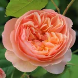Rosales nostalgicos - rosa de fragancia intensa - melocotón - amarillo - Rosa Eveline Wild™