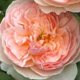 Rózsaszín - angol rózsa - Online rózsa vásárlás - Rosa Evelyn - intenzív illatú rózsa - szegfűszeg aromájú