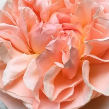 Rózsa rendelés online - rózsaszín - angol rózsa - Evelyn - intenzív illatú rózsa - szegfűszeg aromájú - (100-150 cm)
