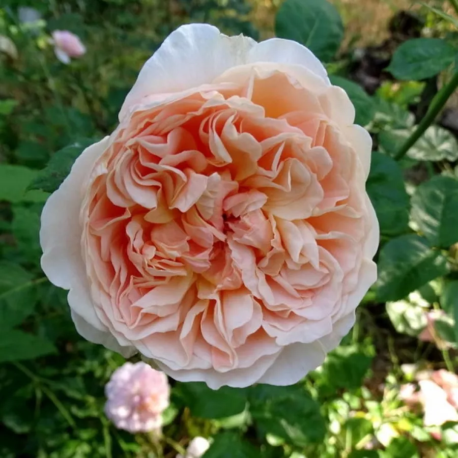 Angielska róża - Róża - Evelyn - Szkółka Róż Rozaria