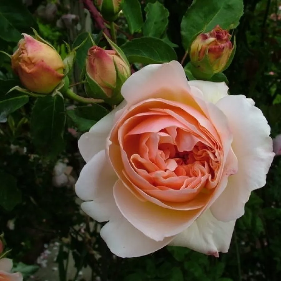 Rosa intensamente profumata - Rosa - Evelyn - Produzione e vendita on line di rose da giardino