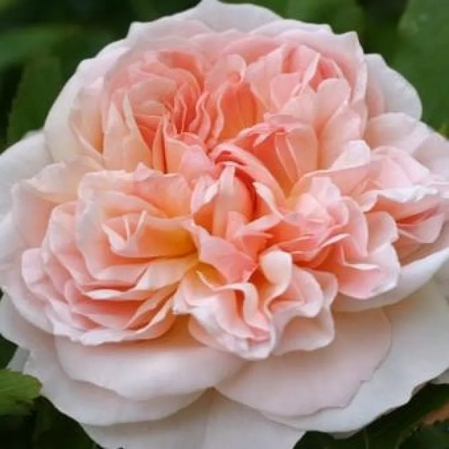 English Rose Collection, Shrub - Róża - Evelyn - Szkółka Róż Rozaria
